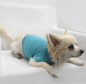 Doggy Tee (Color: Peacock, size: medium)